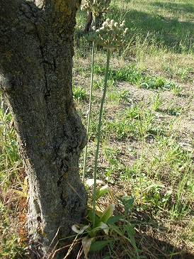 allium vineale ? - Allium cfr. nigrum